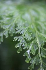 Hymenophyllum demissum