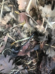 Batrachoseps nigriventris