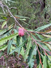 Grevillea longifolia