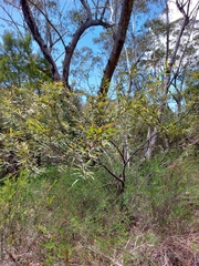 Grevillea longifolia