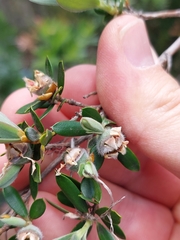 Leptospermum grandifolium