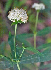 Pimelea ligustrina hypericina