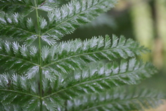 Leptopteris hymenophylloides