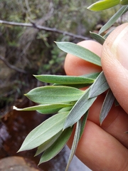 Leptospermum grandifolium