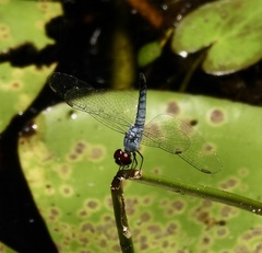 Brachydiplax denticauda