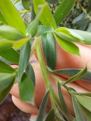 Leptospermum grandifolium