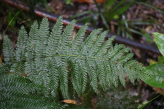 Leptopteris hymenophylloides