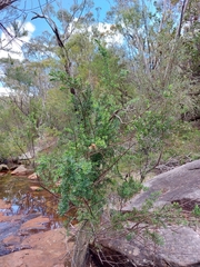Leptospermum grandifolium