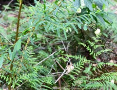 Pimelea ligustrina hypericina