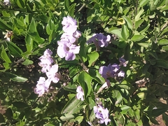 Angiospermae