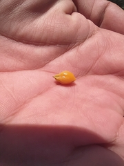 Angiospermae