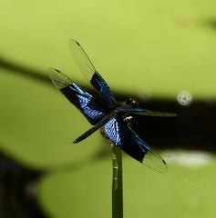 Rhyothemis resplendens