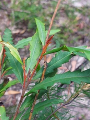 Grevillea longifolia