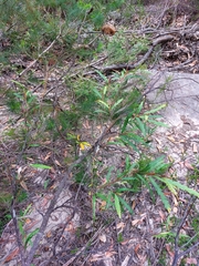 Grevillea longifolia