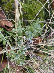 Eriophyllum lanatum