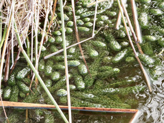 Lagarosiphon major