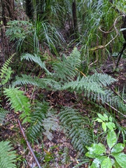 Leptopteris hymenophylloides