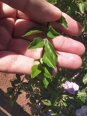 Angiospermae