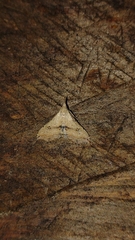 Trigonistis asthenopa