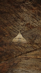 Trigonistis asthenopa