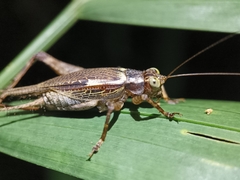 Cardiodactylus admirabilis