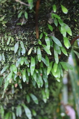 Loxogramme dictyopteris