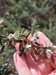 Leptospermum grandifolium