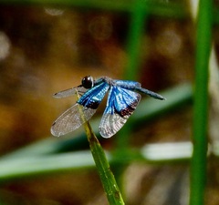 Rhyothemis resplendens