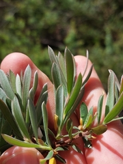 Leptospermum grandifolium
