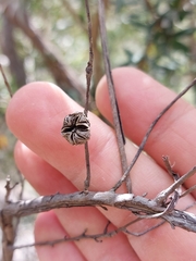 Leptospermum grandifolium