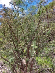 Leptospermum grandifolium