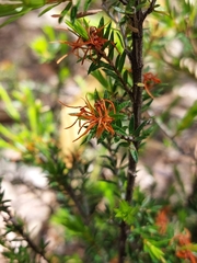 Pseudanthus pimeleoides