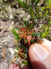 Pseudanthus pimeleoides