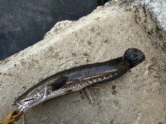 Channa striata