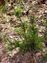 Pseudanthus pimeleoides