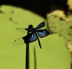 Rhyothemis resplendens