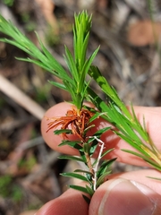 Pseudanthus pimeleoides