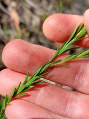 Pseudanthus pimeleoides