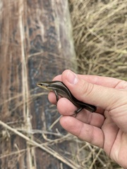 Plestiodon tetragrammus