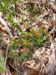 Pseudanthus pimeleoides