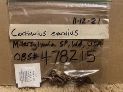 Cortinarius evernius