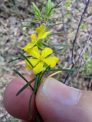 Hibbertia stricta