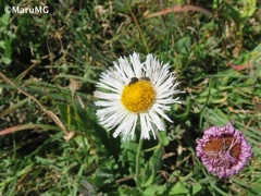 Erigeron longipes