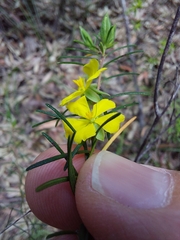 Hibbertia stricta