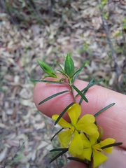 Hibbertia stricta