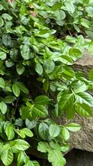 Euonymus