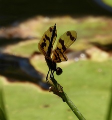 Rhyothemis graphiptera