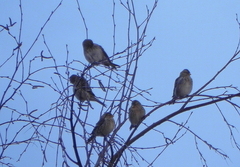 Linaria flavirostris