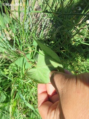 Ipomoea orizabensis