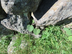 Ipomoea orizabensis